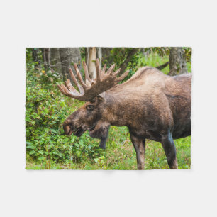Elch   Kenai Halbinsel, Alaska Fleecedecke