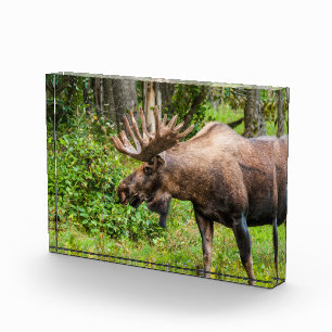 Elch   Kenai-Halbinsel, Alaska Fotoblock