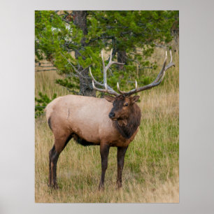 Elch Lake Village Yellowstone Nationalpark Wyoming Poster