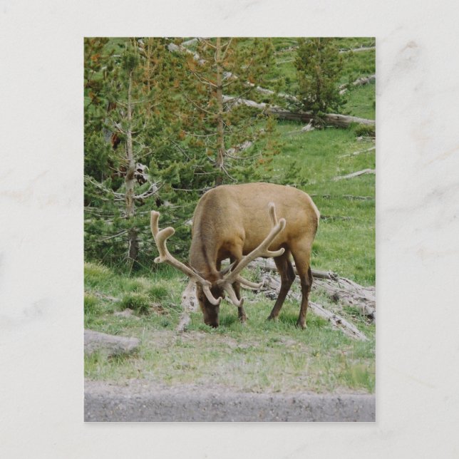 Elch mit Samt Antler Postkarte (Vorderseite)
