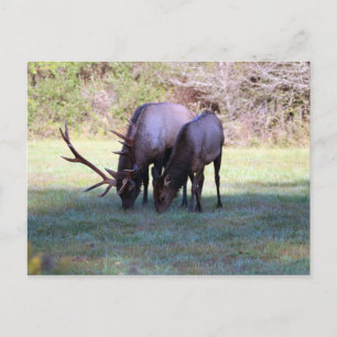 Elch Postcard Postkarte
