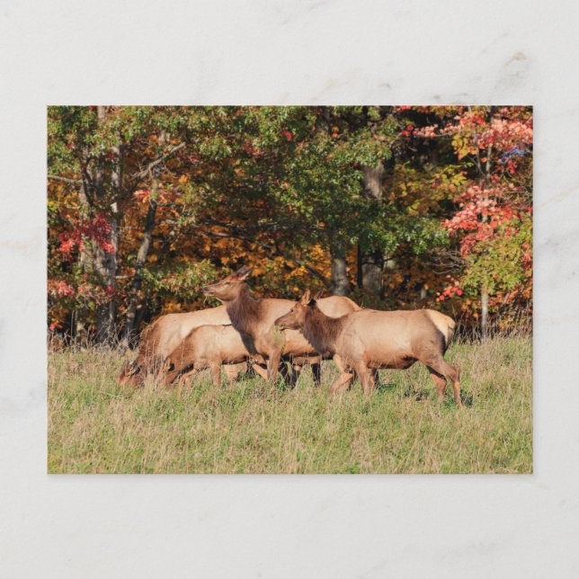Elch Postcard Postkarte (Vorderseite)