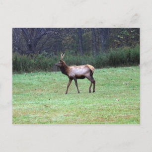 Elch Postcard Postkarte