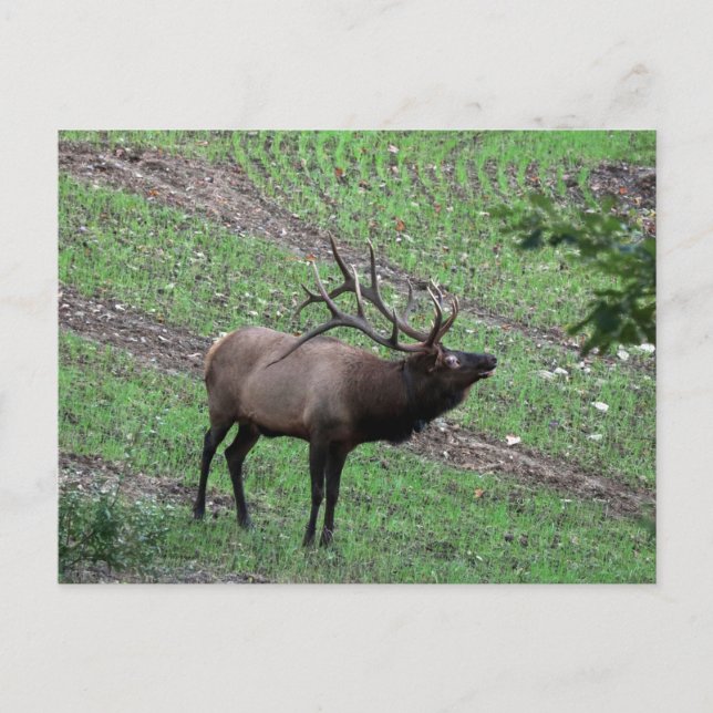 Elch Postcard Postkarte (Vorderseite)