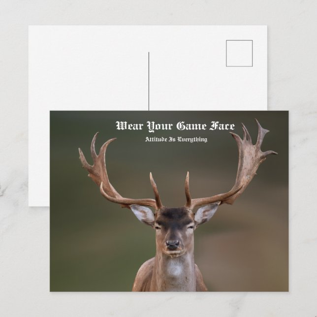 Elch Postkarte (Vorne/Hinten)