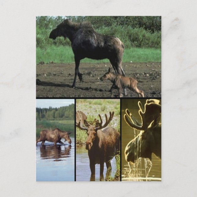 Elch Postkarte (Vorderseite)