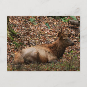 Elch Postkarte