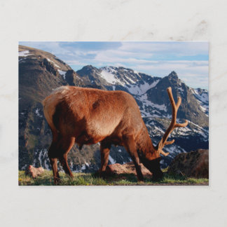 Elch Postkarte