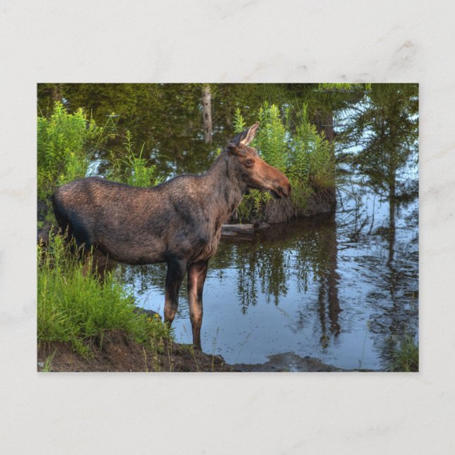 Elch Postkarte (Vorderseite)