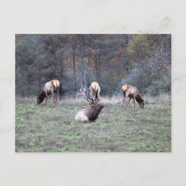 Elch Postkarte (Vorderseite)