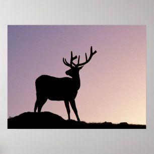 Elch Rocky Mountain National Park, Colorado Poster