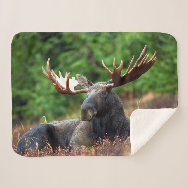 Elch Sherpadecke (Vorderseite (Horizontal))