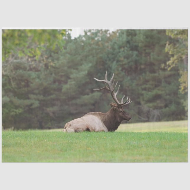 Elch Tissue Paper Seidenpapier (Vorderseite)