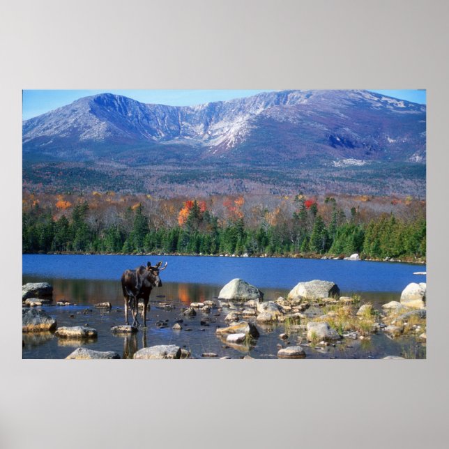 Elch und Berg Katahdin Poster (Vorne)