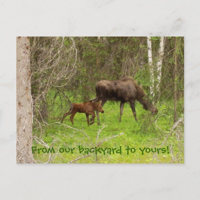 Elch und Kalb Postkarte (Vorderseite)