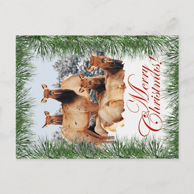 Elch-Weihnachten Feiertagspostkarte (Vorderseite)