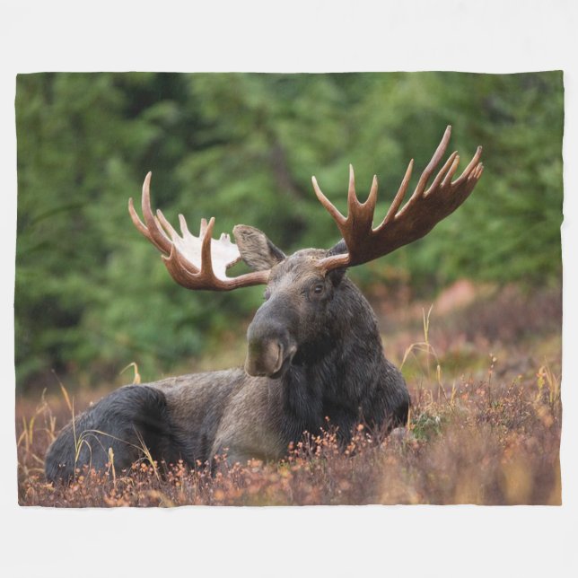 Elch, Wildtiere, Foto, Gewohnheit Fleecedecke (Vorderseite (Horizontal))