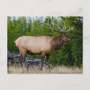 Elch   Yellowstone-Nationalpark, Wyoming Postkarte
