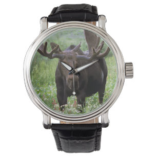 Elchbulle (Alces alces) in Wildblumen, Armbanduhr