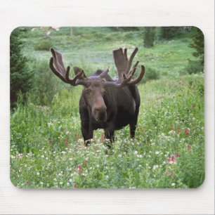 Elchbulle (Alces alces) in Wildblumen, Mousepad