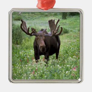 Elchbulle (Alces alces) in Wildblumen, Ornament Aus Metall