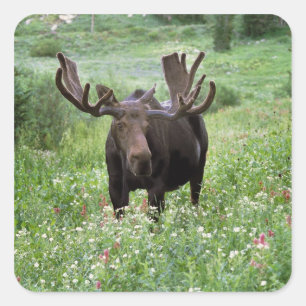 Elchbulle (Alces alces) in Wildblumen, Quadratischer Aufkleber
