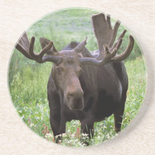 Elchbulle (Alces alces) in Wildblumen, Sandstein Untersetzer