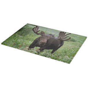 Elchbulle (Alces alces) in Wildblumen, Schneidebrett