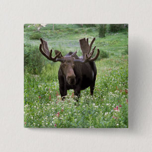 Elchbulle (Alces alces) unter Wildblumen, Button