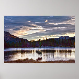 Elchbulle am Sprague Lake, Colorado Poster
