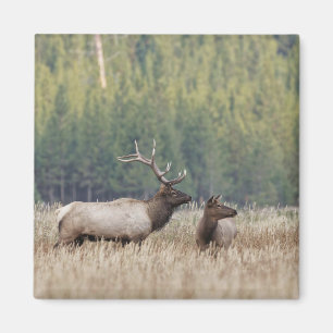 Elchbulle auf einer Wiese Yellowstone-Nationalpa Magnet