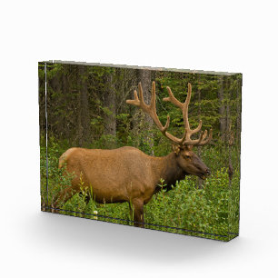 Elchbulle Banff-Nationalpark, Alberta, Kanada Fotoblock