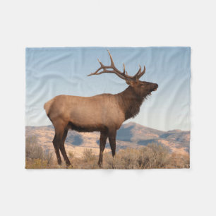 Elchbulle bei Mammoth   Wyoming Fleecedecke