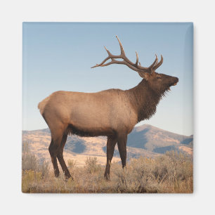 Elchbulle bei Mammoth   Wyoming Magnet