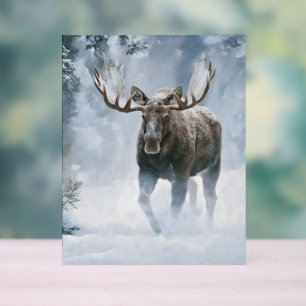 Elchbulle beim Durchqueren von borealem Schnee Acrylschild