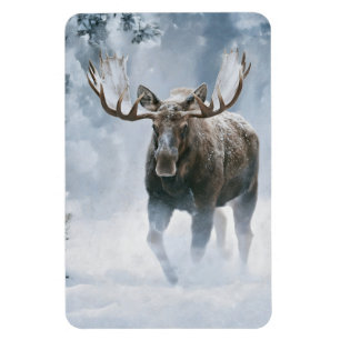 Elchbulle beim Durchqueren von borealem Schnee Magnet