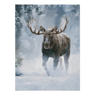 Elchbulle beim Durchqueren von borealem Schnee Poster