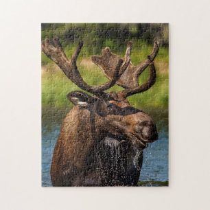 Elchbulle beim Fressen im Glacier-Nationalpark
