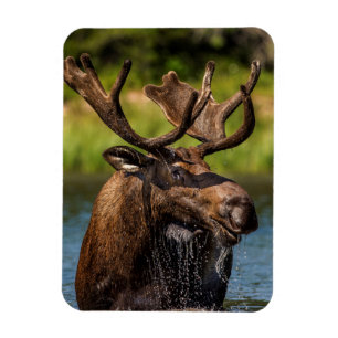 Elchbulle beim Fressen im Glacier-Nationalpark Magnet