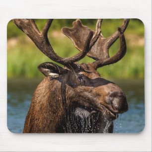 Elchbulle beim Fressen im Glacier-Nationalpark Mousepad