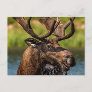 Elchbulle beim Fressen im Glacier-Nationalpark Postkarte