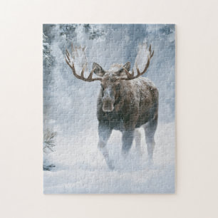 Elchbulle durchquert borealen Schnee
