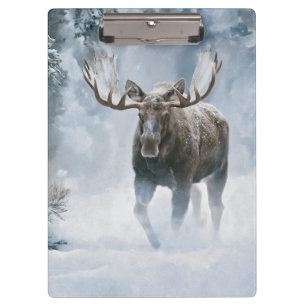 Elchbulle durchquert borealen Schnee Klemmbrett