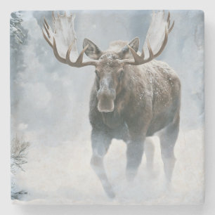 Elchbulle durchquert borealen Schnee Steinuntersetzer