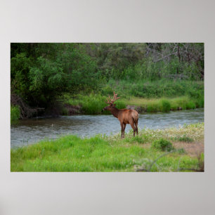 Elchbulle im National Bison Range, Montana 1 Poster