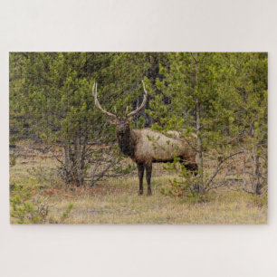 Elchbulle Im Yellowstone-Nationalpark