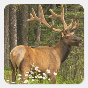 Elchbulle in Samt, Kanada Quadratischer Aufkleber