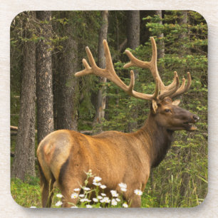 Elchbulle in Samt, Kanada Untersetzer
