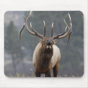 Elchbulle röhrt, Yellowstone NP, Wyoming 2 Mousepad