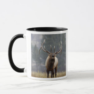 Elchbulle röhrt, Yellowstone NP, Wyoming 2 Tasse